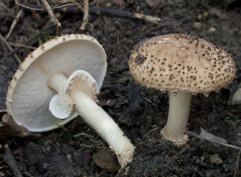 Lepiota aspera